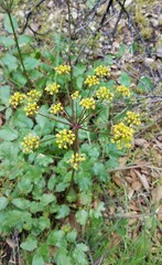Tauschia arguta