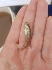 Microgadus tomcod