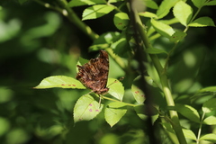 Polygonia comma