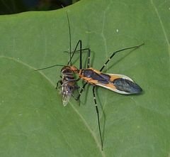 Zelus longipes