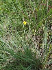 Linum sulcatum