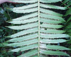 Ptisana