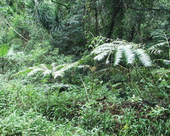 Ptisana