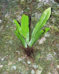 Asplenium mauritianum image