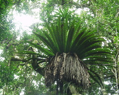 Asplenium mauritianum image