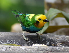 Chlorochrysa nitidissima