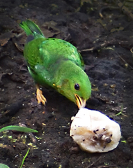 Chlorochrysa nitidissima