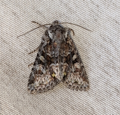 Lacinipolia cuneata