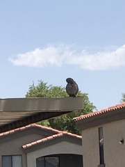 Streptopelia decaocto