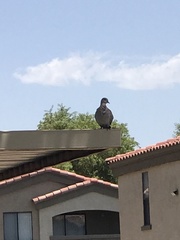 Streptopelia decaocto
