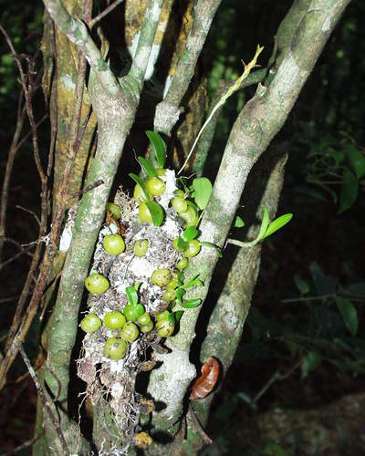 Bulbophyllum septatum image