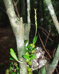 Bulbophyllum septatum image