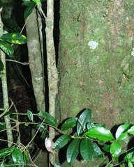 Uroplatus