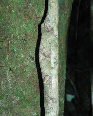 Uroplatus