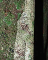 Uroplatus