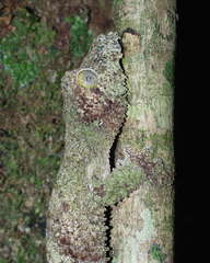 Uroplatus