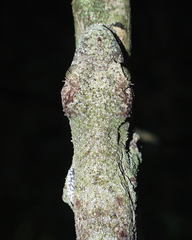 Uroplatus