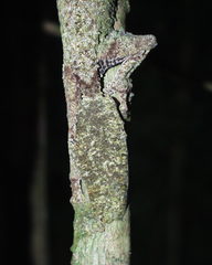 Uroplatus