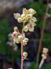 Heuchera merriamii