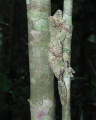 Uroplatus