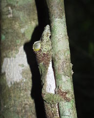 Uroplatus