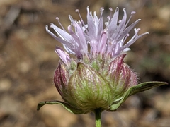 Monardella purpurea