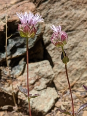 Monardella purpurea
