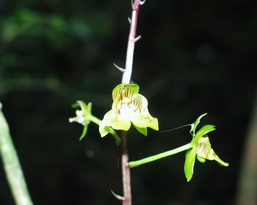 Eulophia ambrensis image