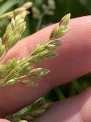 Festuca paradoxa