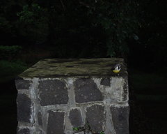 Motacilla flaviventris