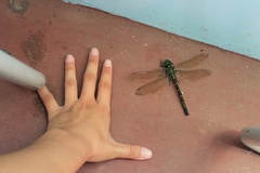 Polycanthagyna erythromelas