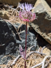 Monardella odoratissima glauca