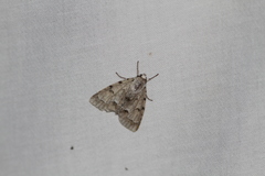 Acronicta innotata