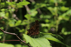 Polygonia comma