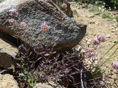 Monardella odoratissima glauca