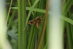 Eulithis molliculata