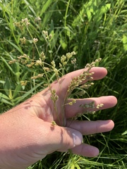 Festuca paradoxa