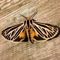 Apantesis virguncula