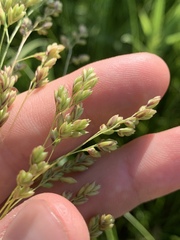 Festuca paradoxa