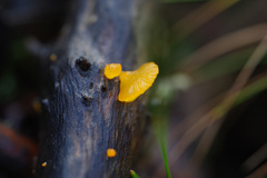 Heterotextus miltinus