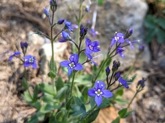 Veronica copelandii