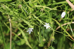 Campanula aparinoides