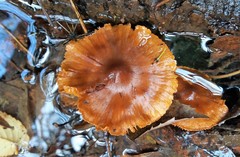 Pholiota communis