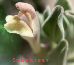Scutellaria nana