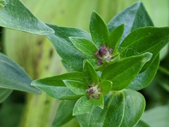 Gentiana calycosa