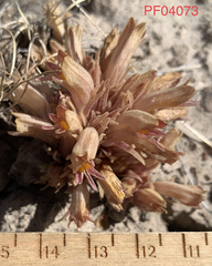 Aphyllon corymbosum corymbosum