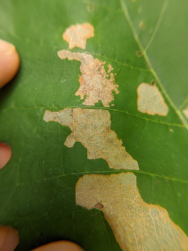 Oak Skeletonizer Moth photo 5