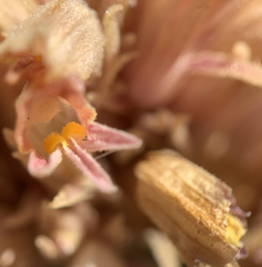 Aphyllon corymbosum corymbosum