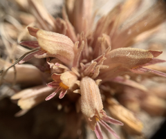 Aphyllon corymbosum corymbosum