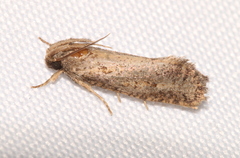 Acrolophus popeanella